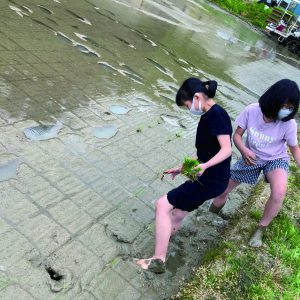田植えの前の「ワクころがし」
