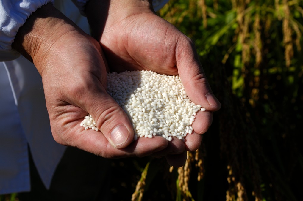 かきもちの原材料はもち米です